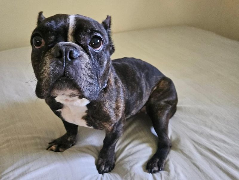 Boston Terrier
