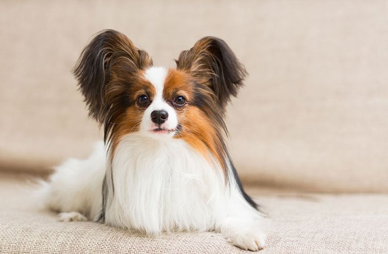 Papillon