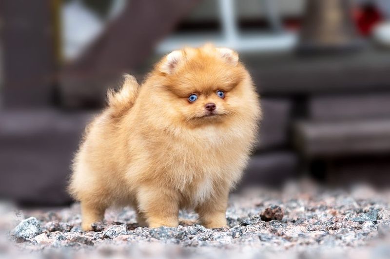 Pomeranian