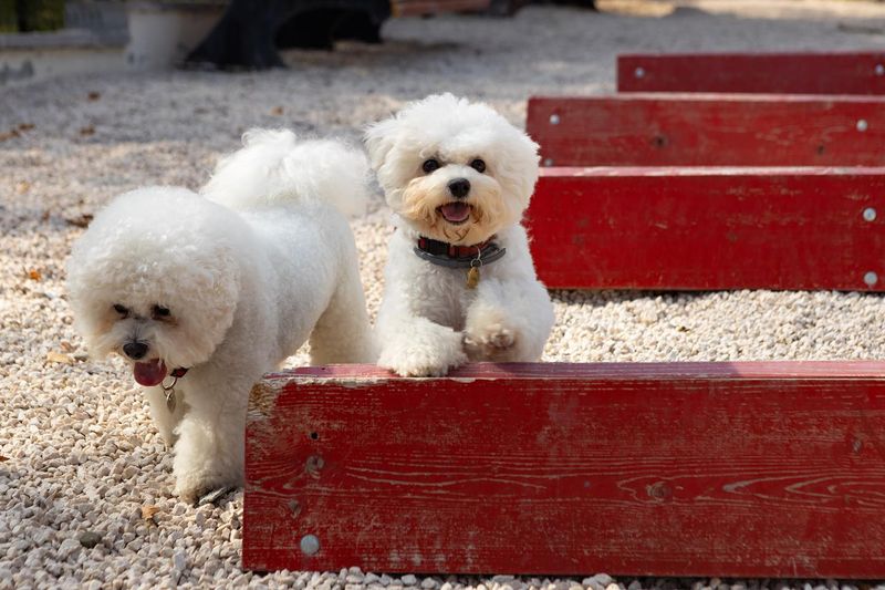 Bichon Frise