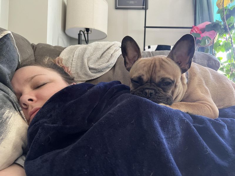 French Bulldog