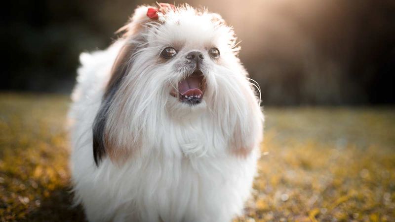 Lhasa Apso