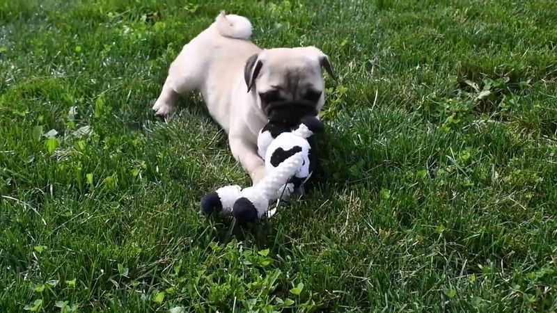 Pug