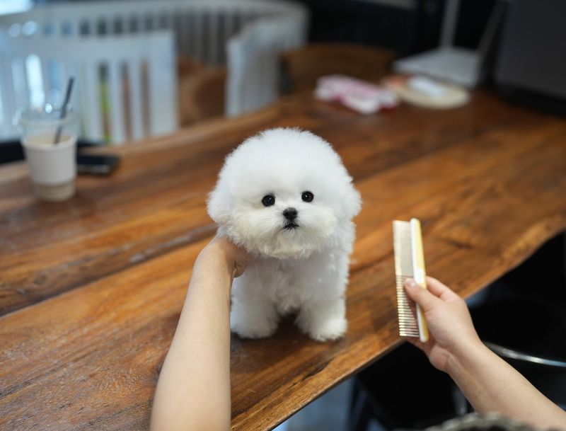 Bichon Frise