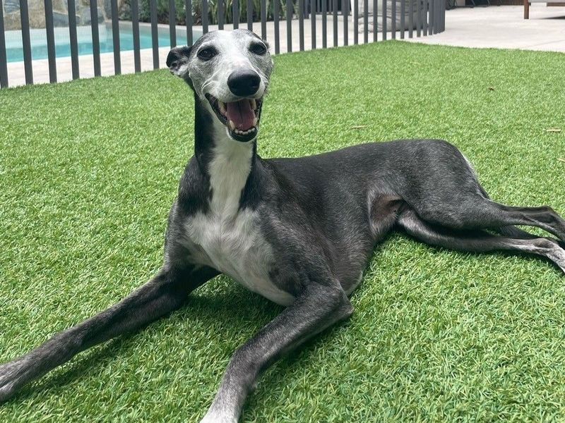 Whippet
