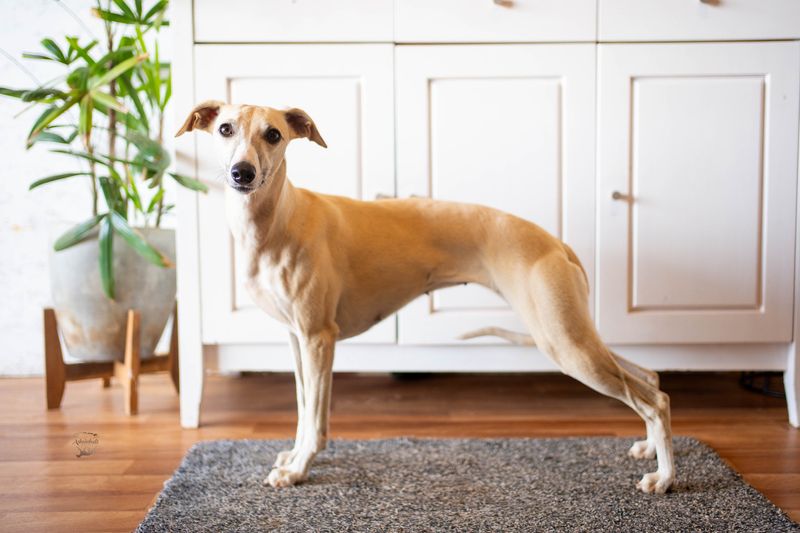 Whippet