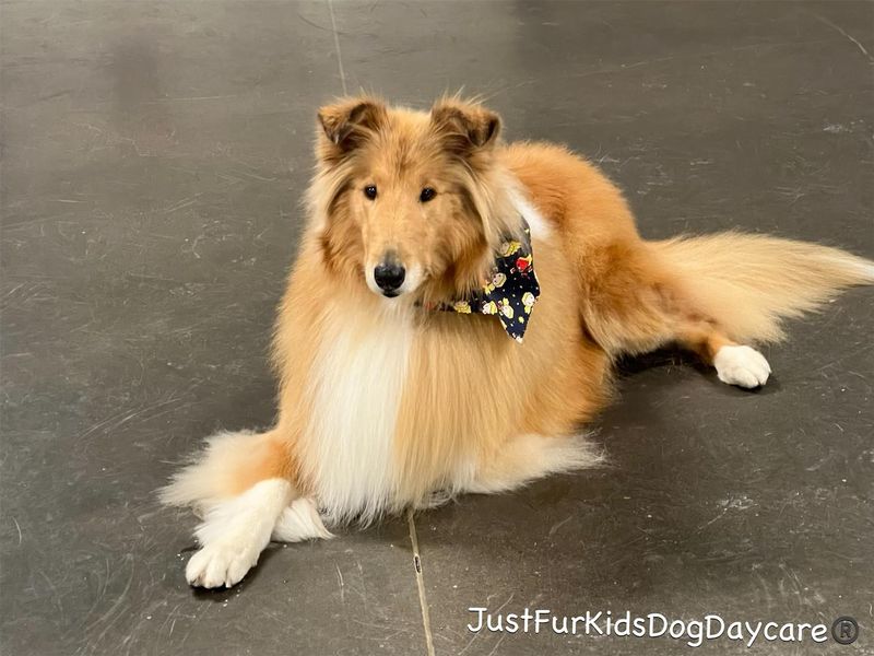 Collie