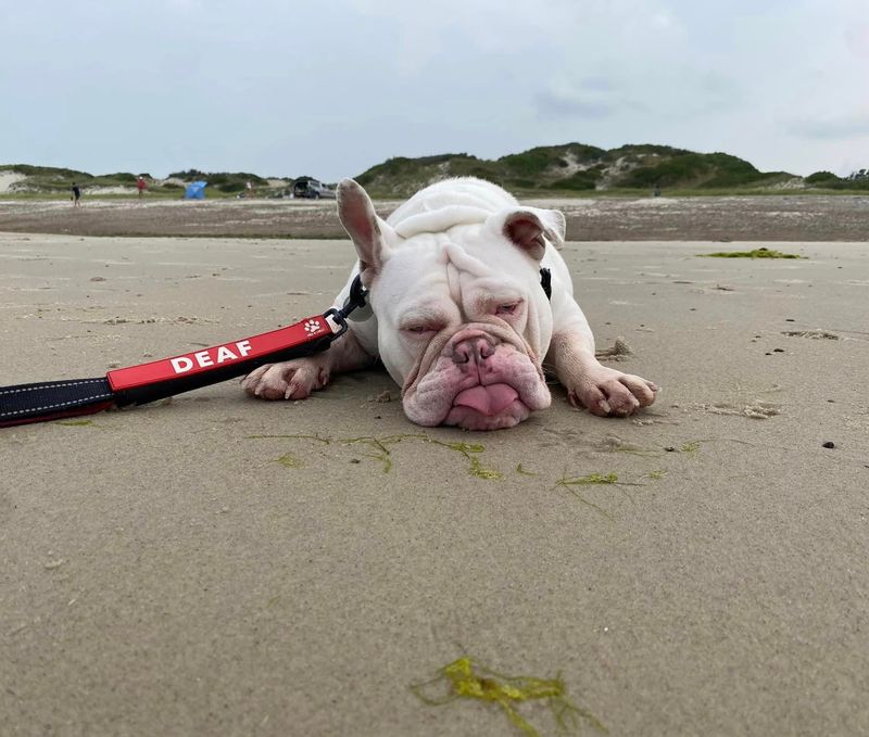 Bulldog