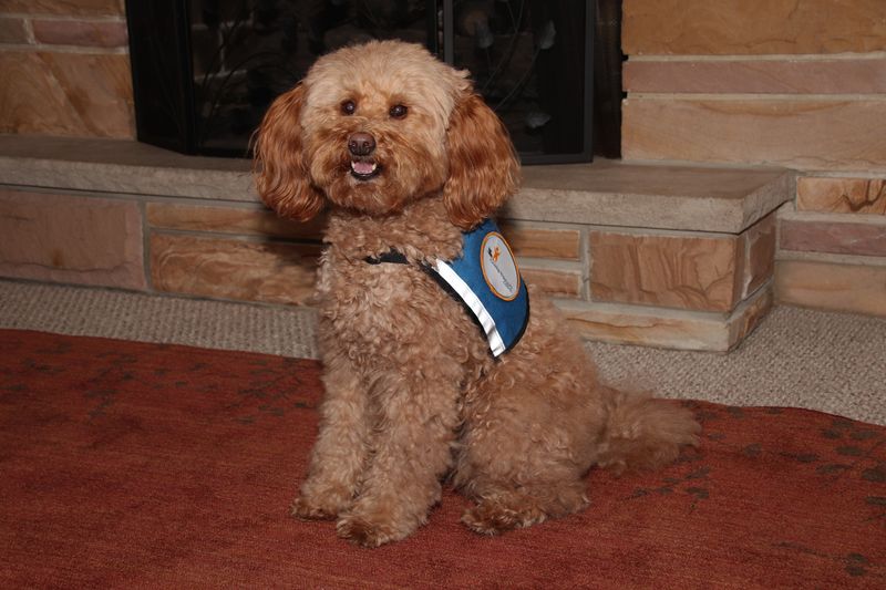 Poodle