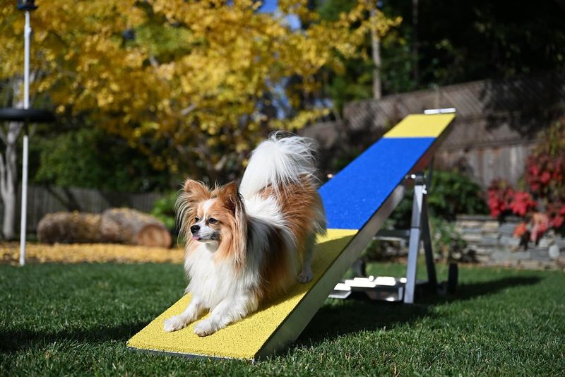 Papillon