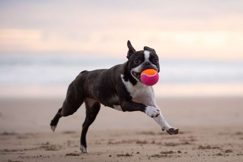 Boston Terrier