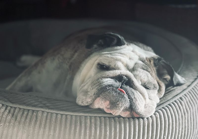 English Bulldog