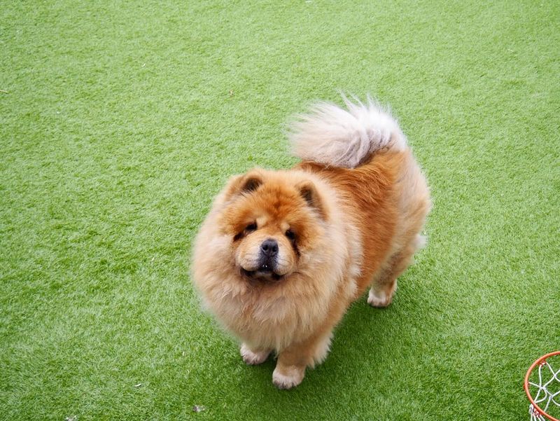 Chow Chow