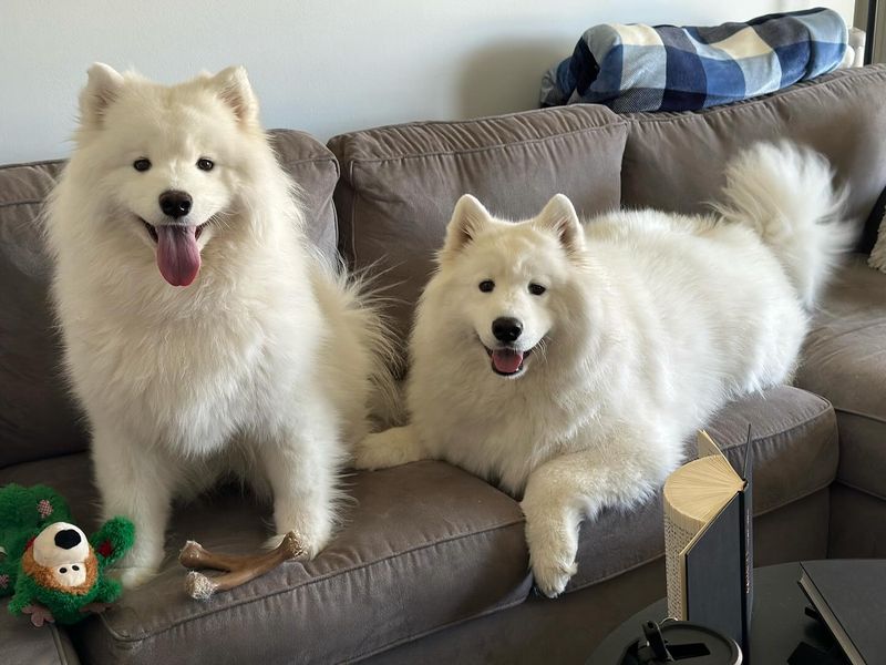 Samoyed