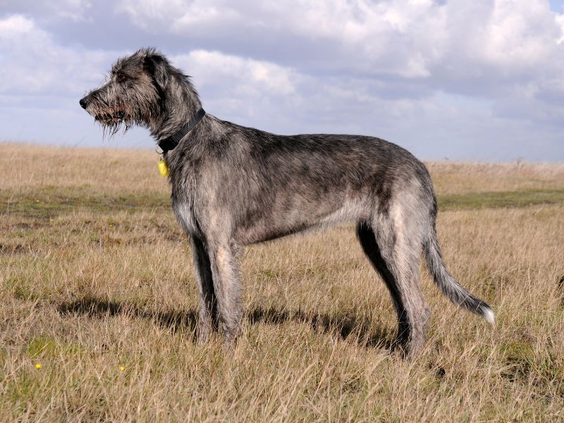 Irish Wolfhound