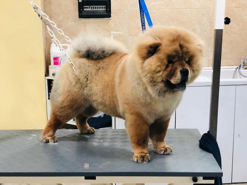 Chow Chow