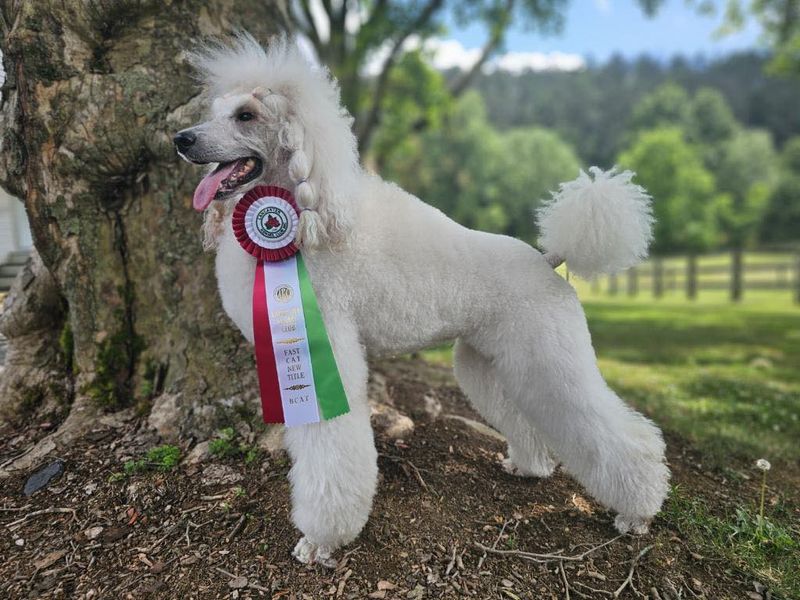 Poodle