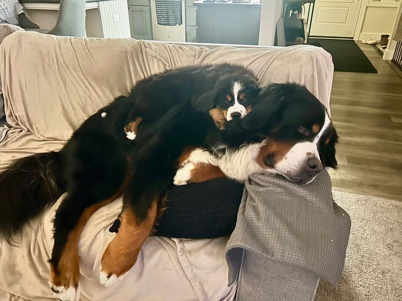 Bernese Mountain Dog