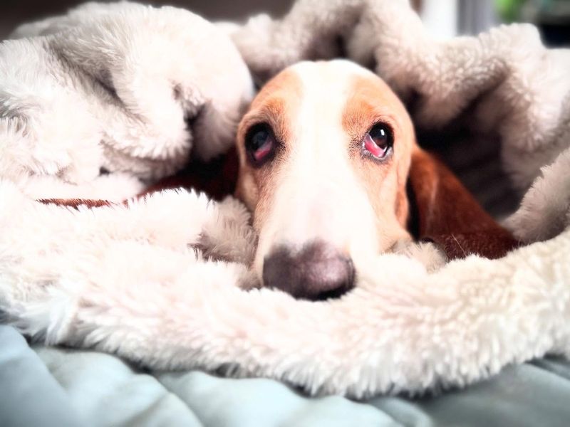 Basset Hound