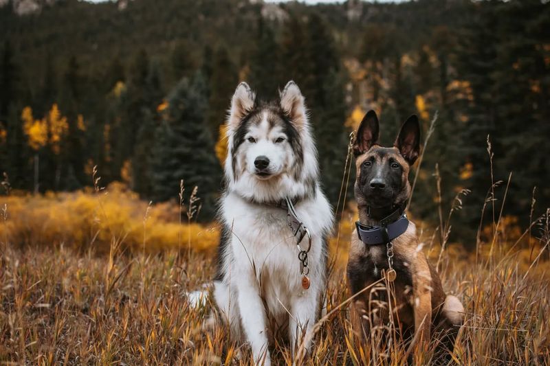Siberian Husky