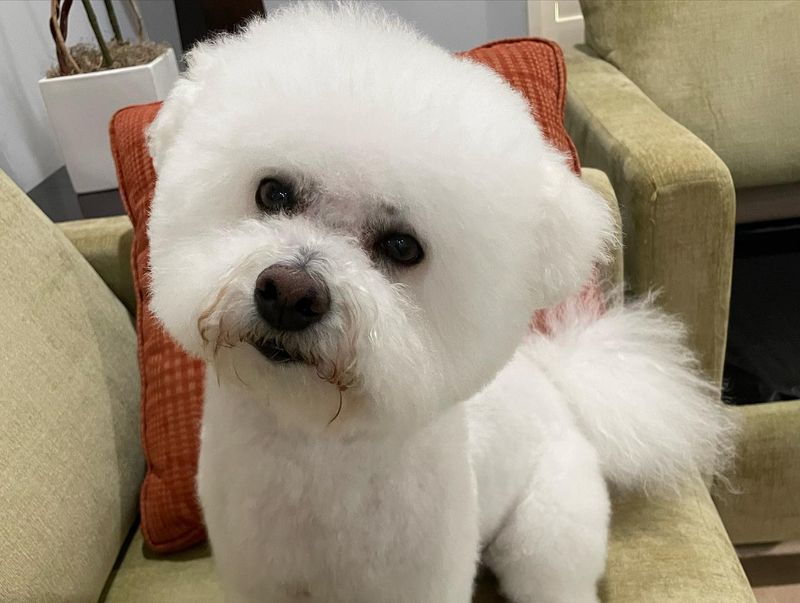 Bichon Frise