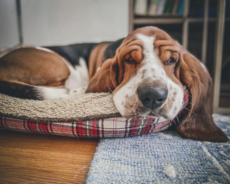 Basset Hound