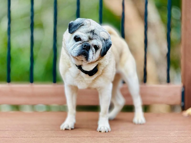 Pug