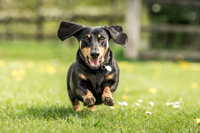 Dachshund