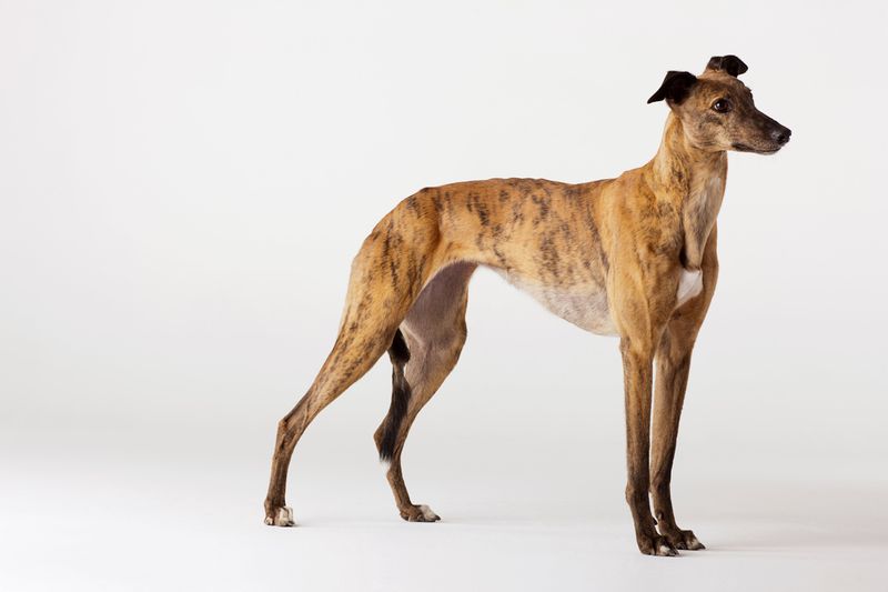Greyhound