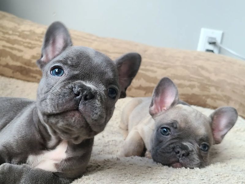 French Bulldog