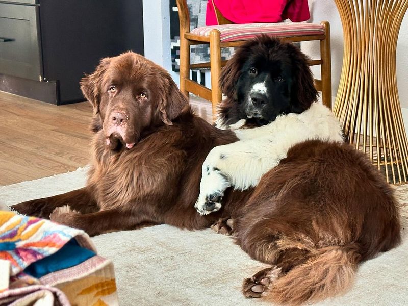 Newfoundland