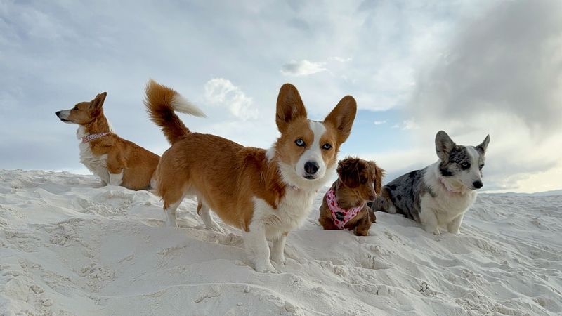 Pembroke Welsh Corgi