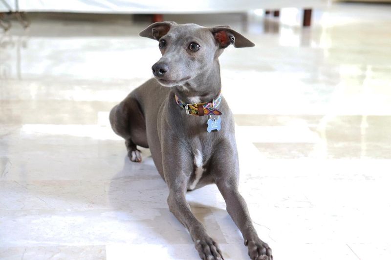 Italian Greyhound