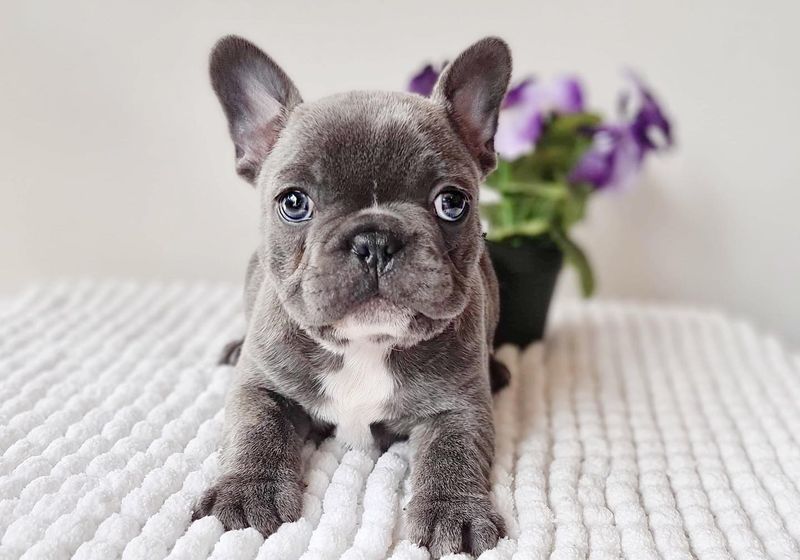 French Bulldog