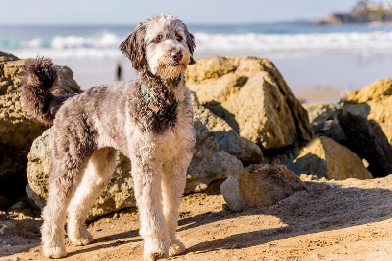 Schnoodle