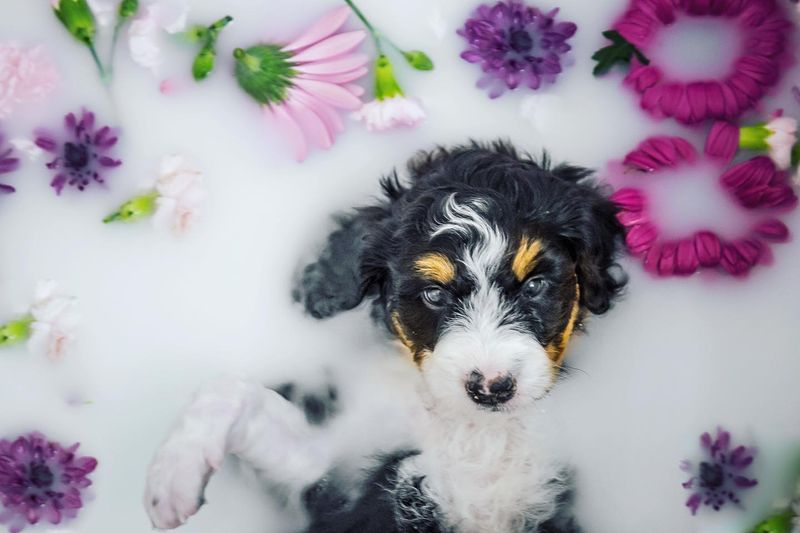 Bernedoodle