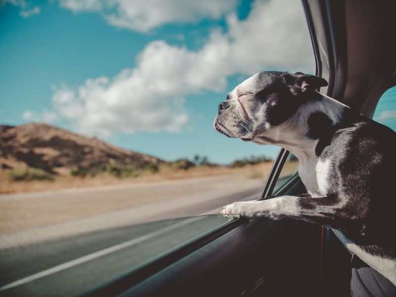 Car Rides