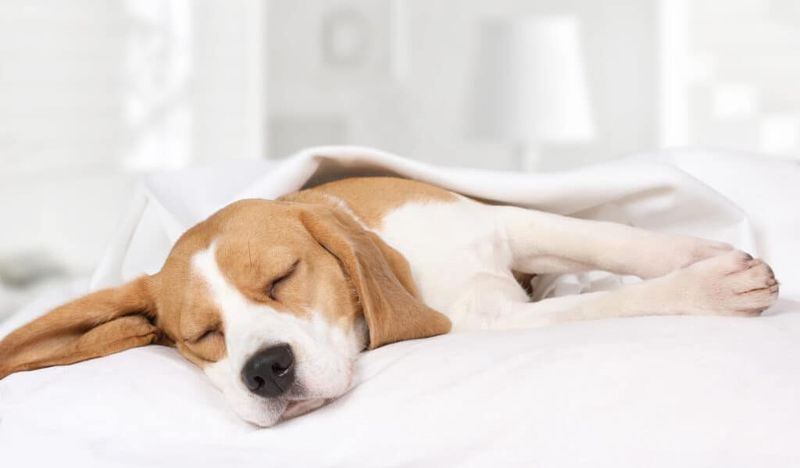 Increased Sleeping Time
