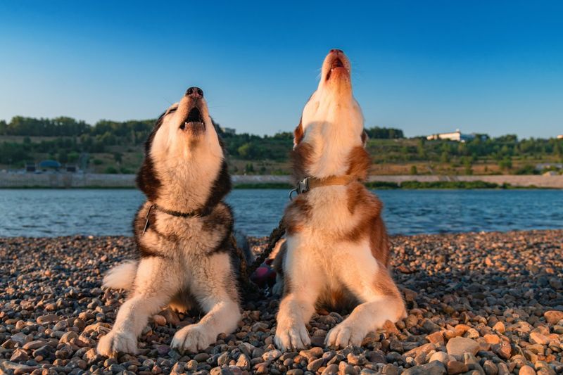 Increased Vocalization