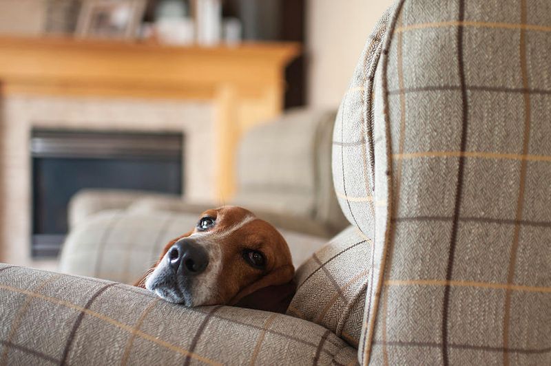 Bella the Basset Hound