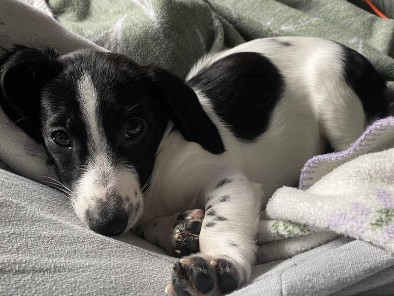 Devoted Dachshund Mix