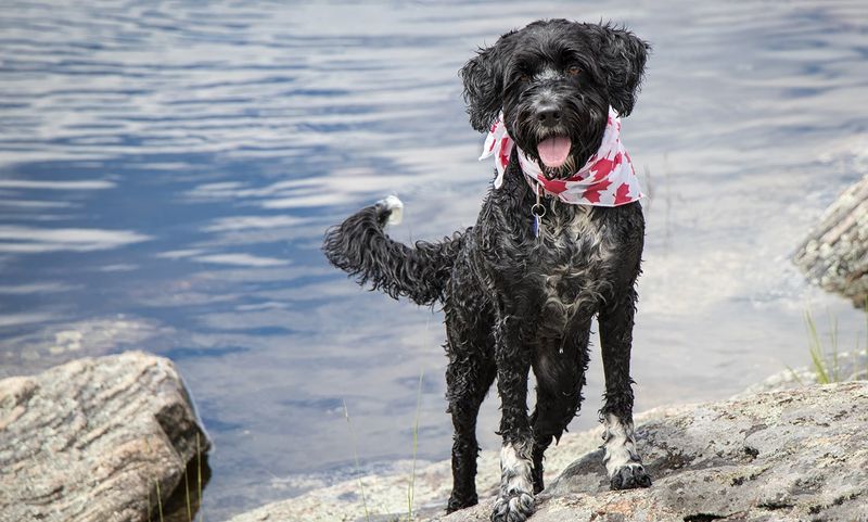 Water Lover: The Portuguese Water Dog