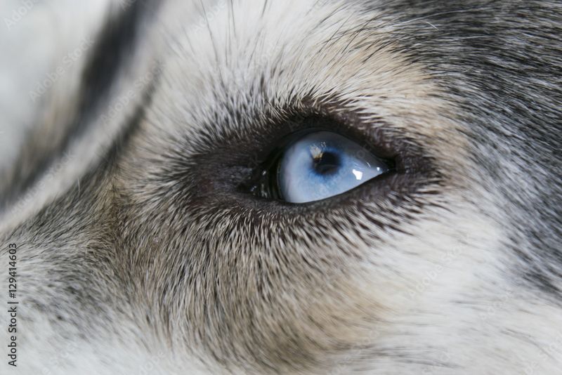 Expressive Eyes