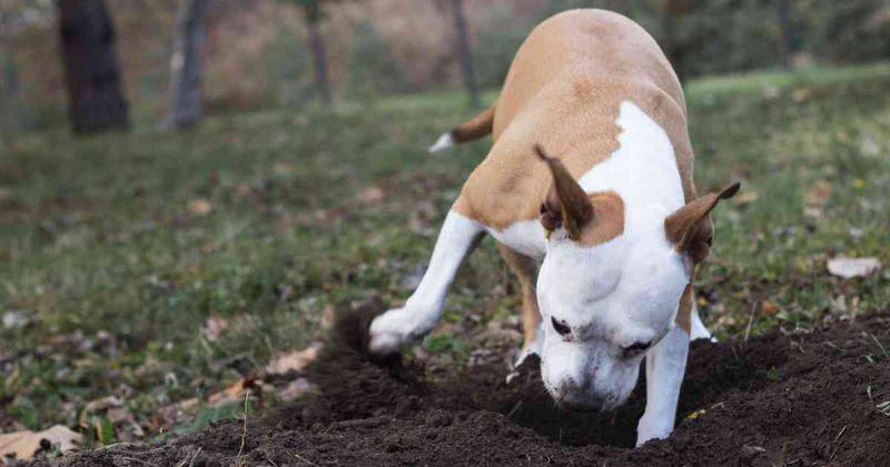 Burying Toys
