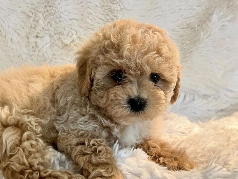 Shihpoo