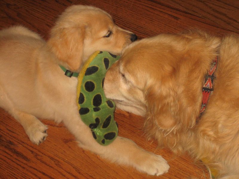Sharing Their Toys