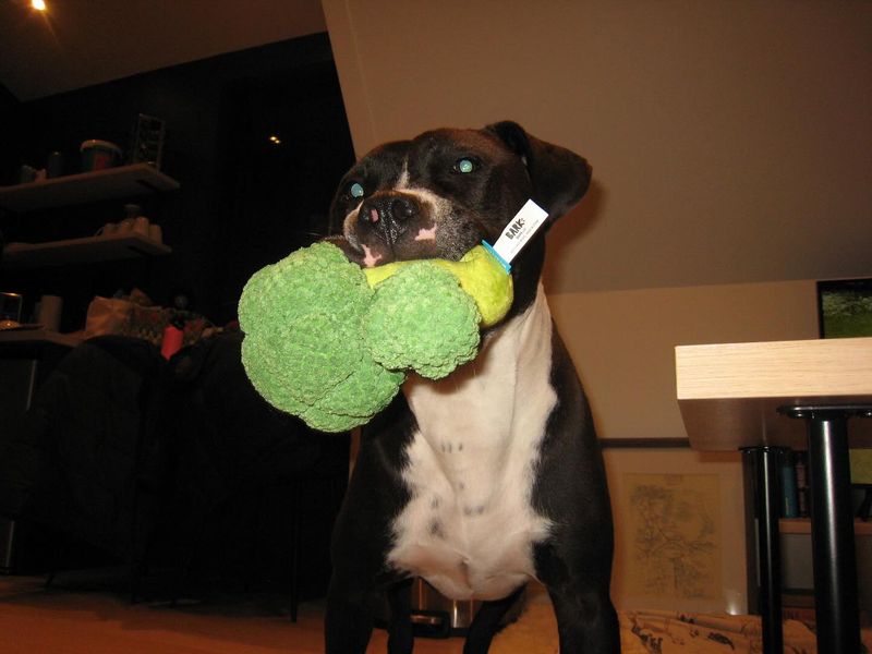 Broccoli