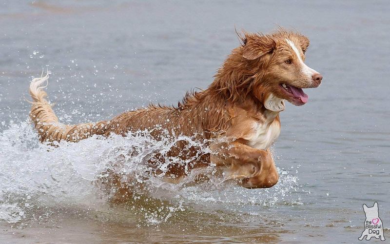 Nova Scotia Duck Tolling Retriever