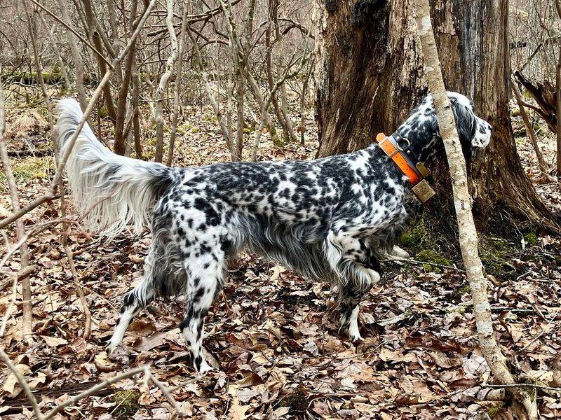 English Setter