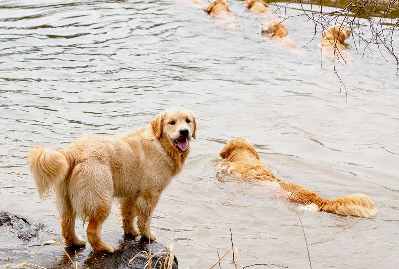 Golden Retriever